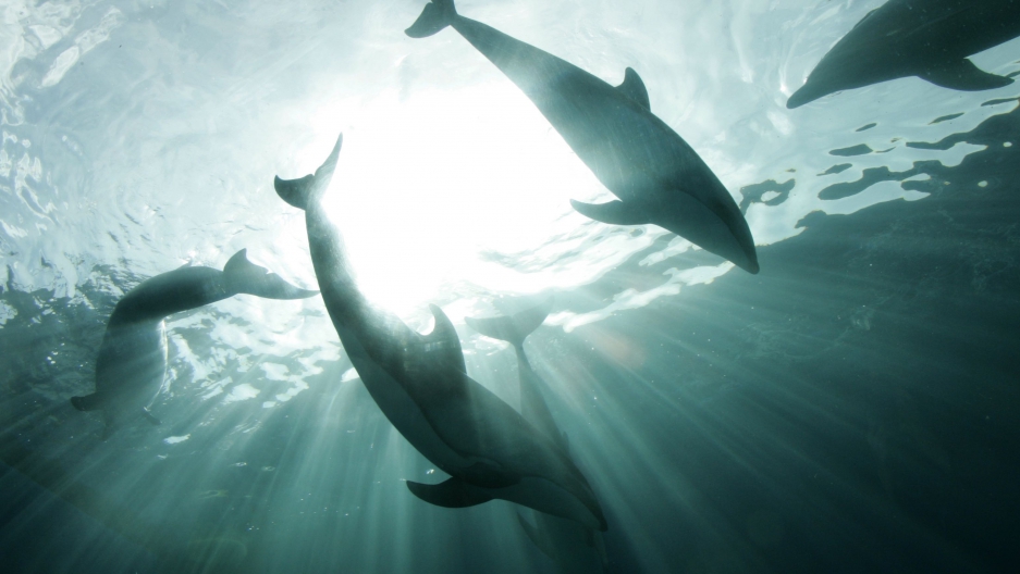 A Dutch nonprofit uses virtual reality to let disabled people ‘swim’ with dolphins
