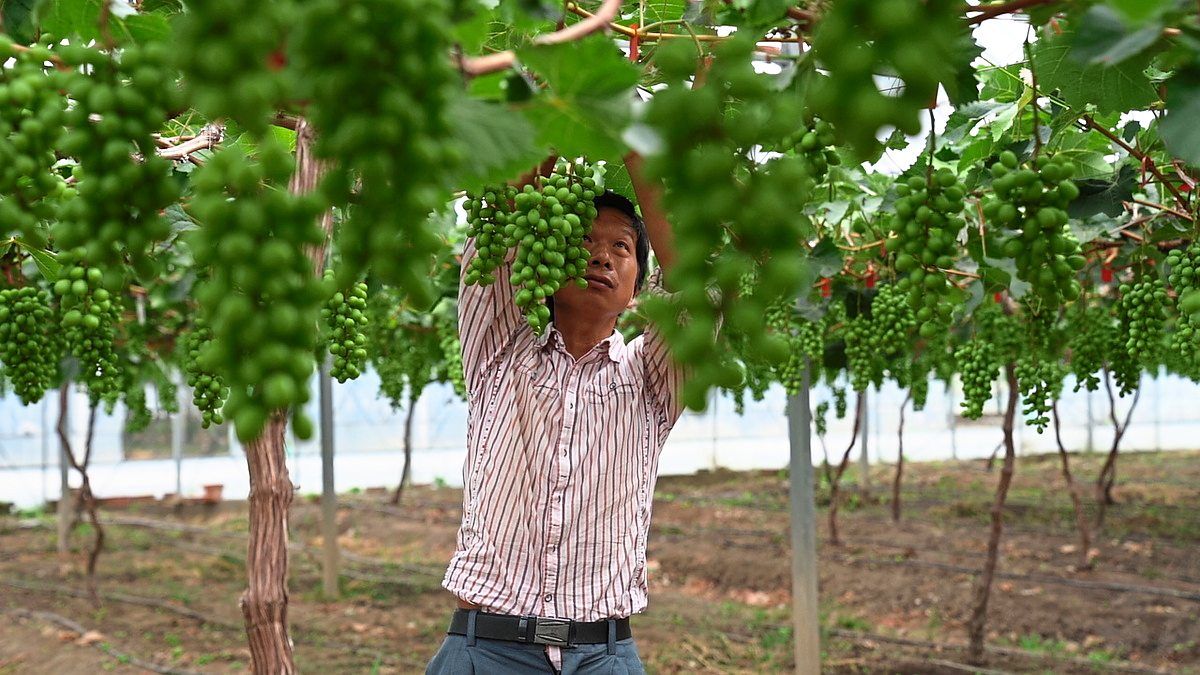 Disabled workers find opportunity at grape farm
