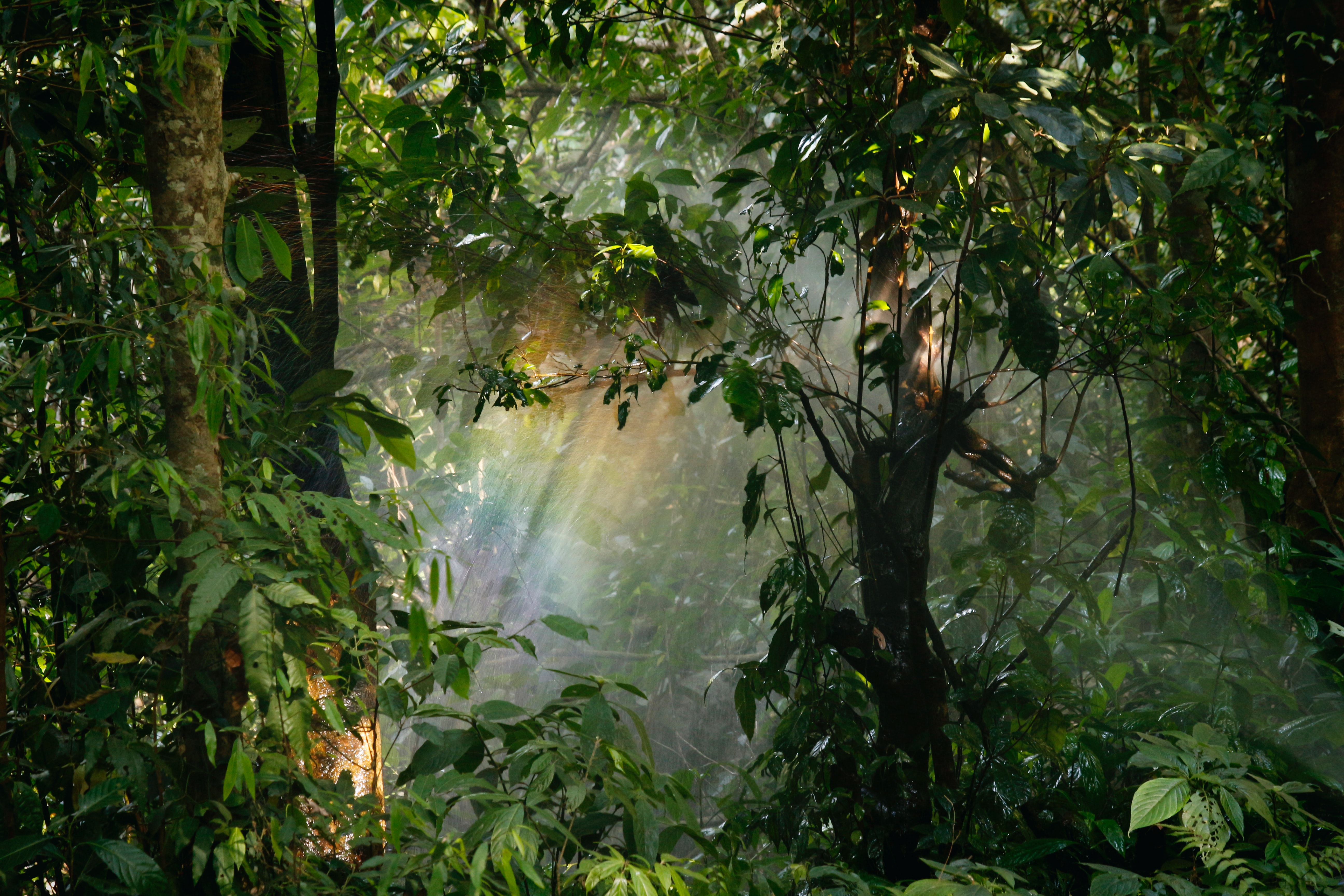 Sunlight filtering through dense trees in a jungle